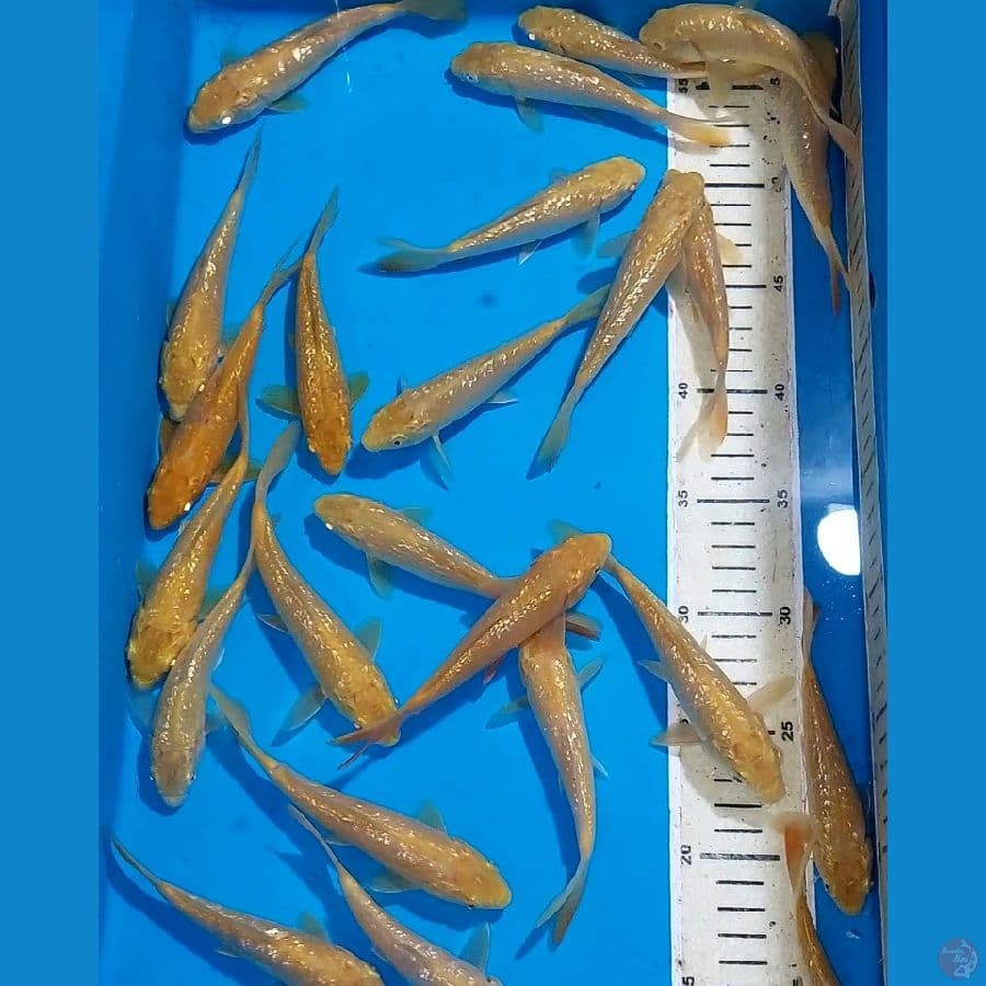 KARASHI GINDRIN 13-15 CM