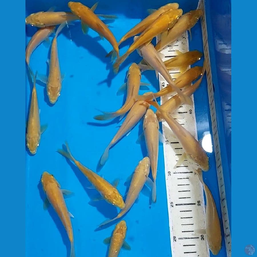 KARASHI 13-15 CM 20 EKOR