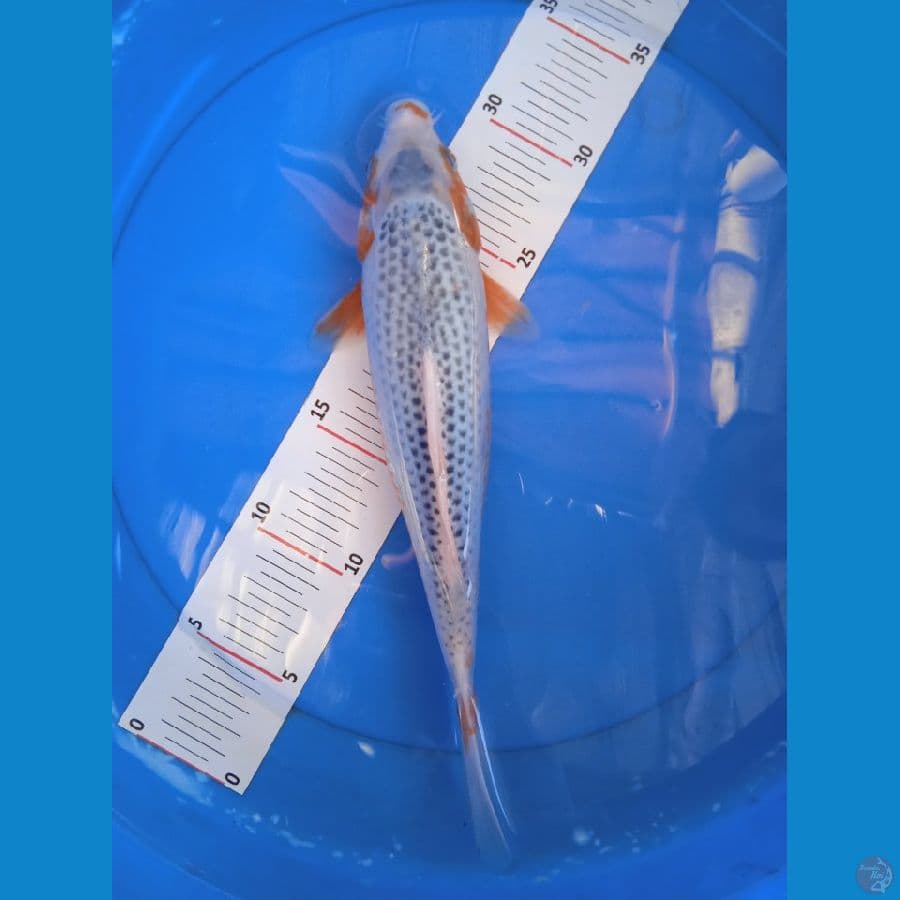 Narumi 29 cm