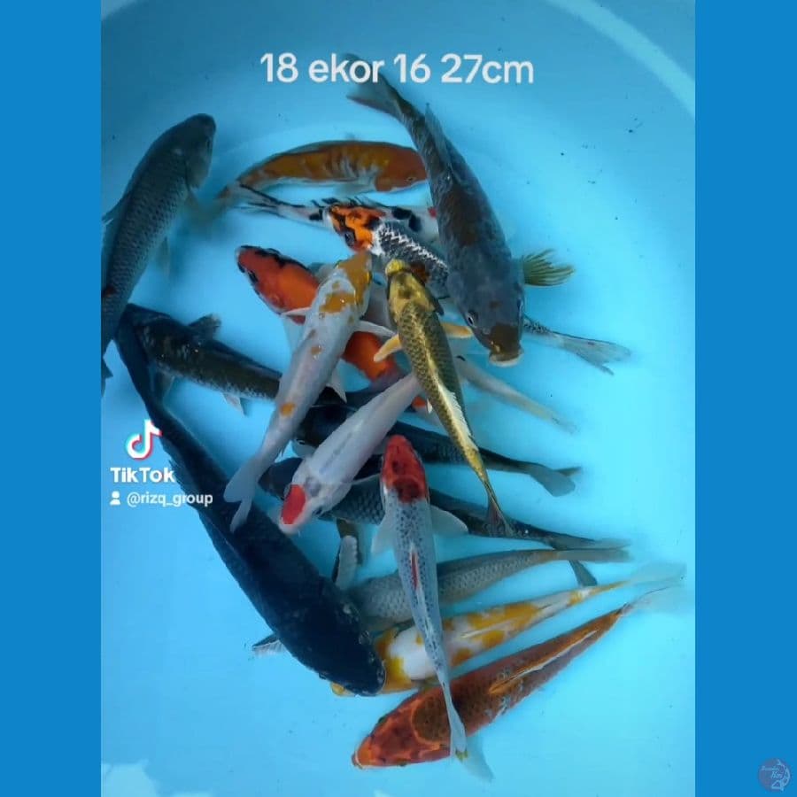 Mix 18 ekor 16 27cm