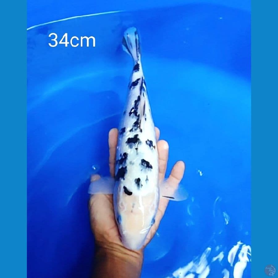 Shirobeko ginrin 34cm