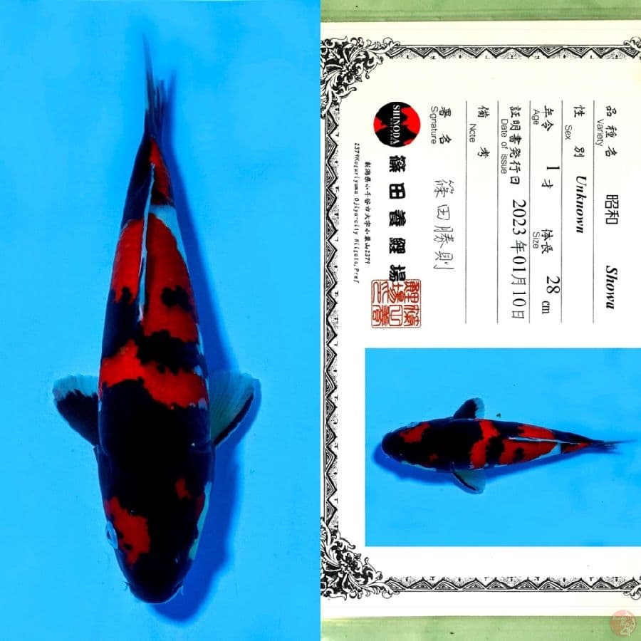 SHINODA SHOWA SANSHOKU HQ 38CM