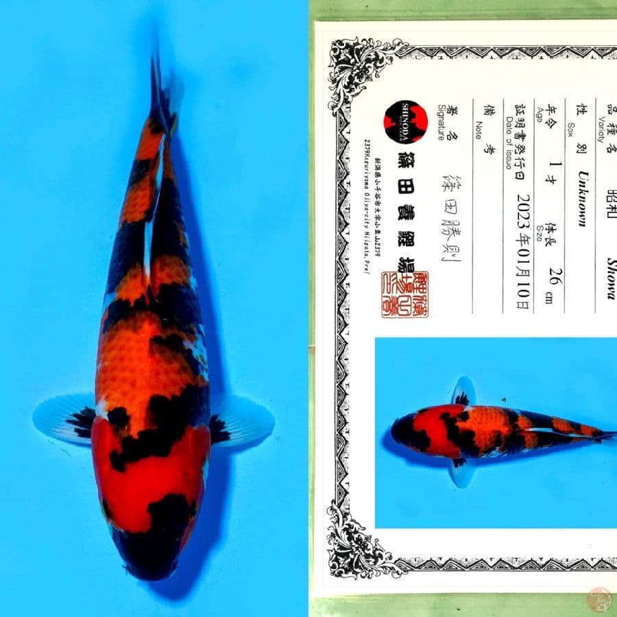 SHINODA SHOWA SANSHOKU HQ 37CM