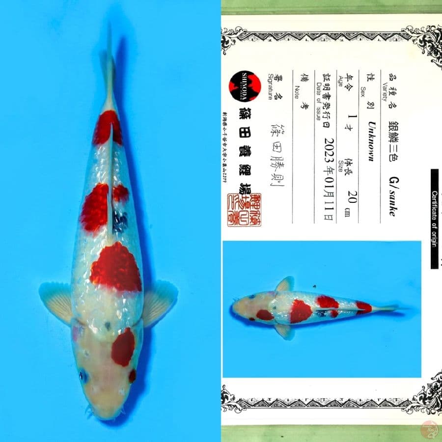 SHINODA GINRIN SANKE STRONG HQ (tategoi) 30CM