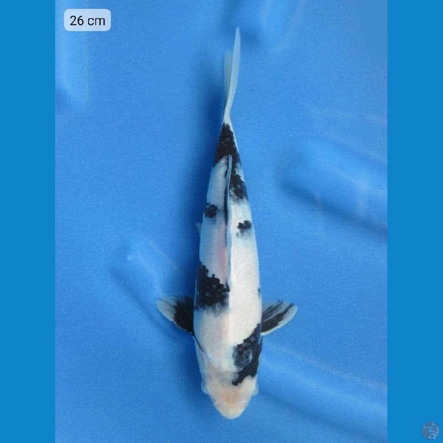 26cm - Shiro tategoi no bocor