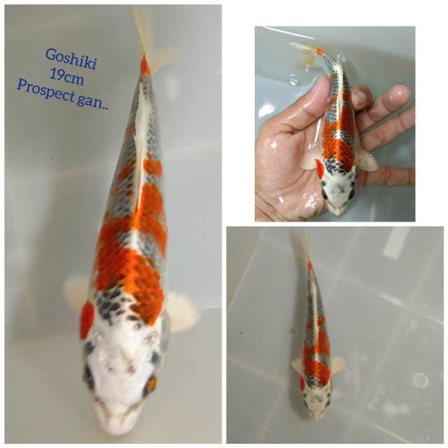 Goshiki