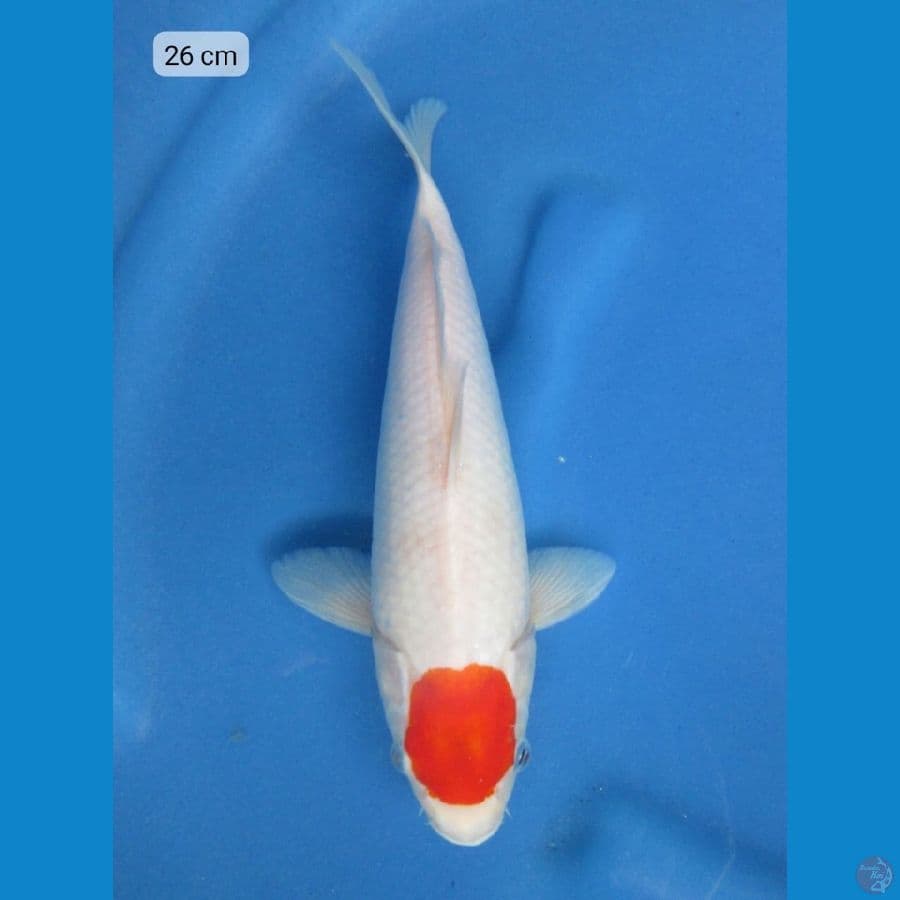 26cm - Tancho no bocor