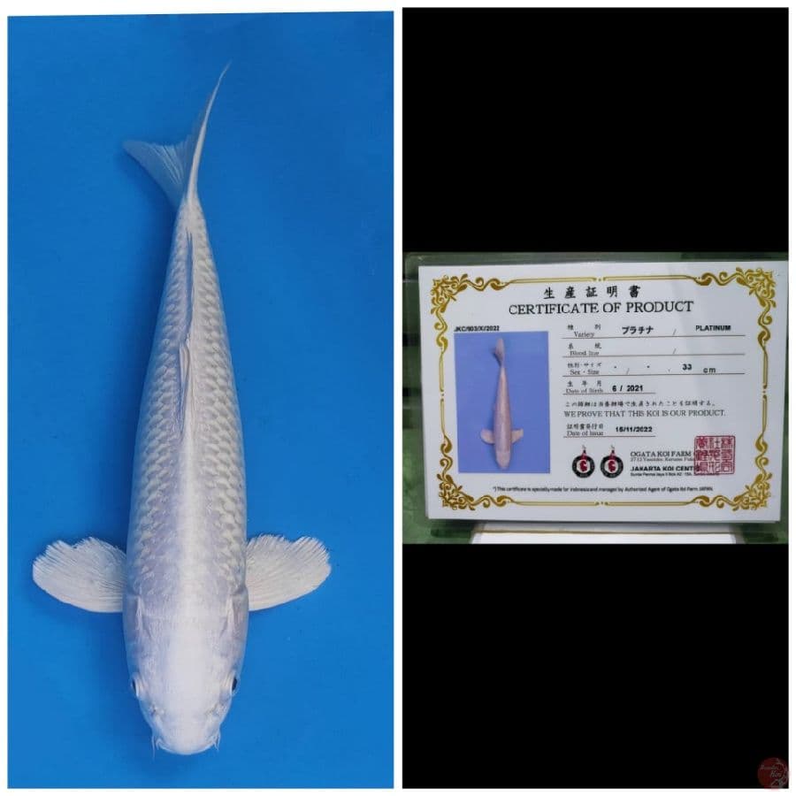 Ogata Platinum