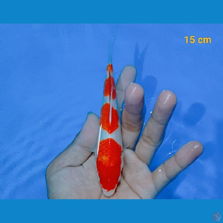 minion kohaku 15 cm