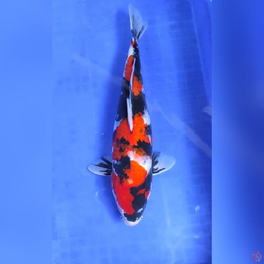 ( 38CM ) SHOWA ORIGINAL - FEMALE