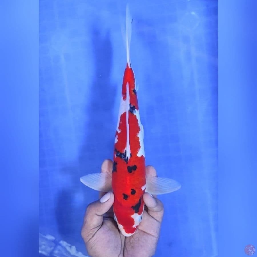 ( 30CM ) SHOWA HALUS - MALE
