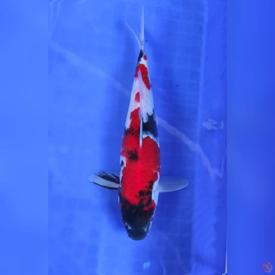 ( 26CM ) SHOWA STRONG - MALE