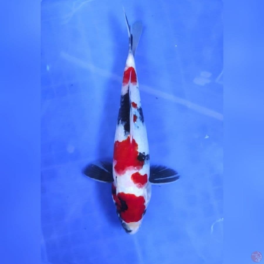 ( 25CM ) MARUTEN SHOWA ORIGINAL - MALE