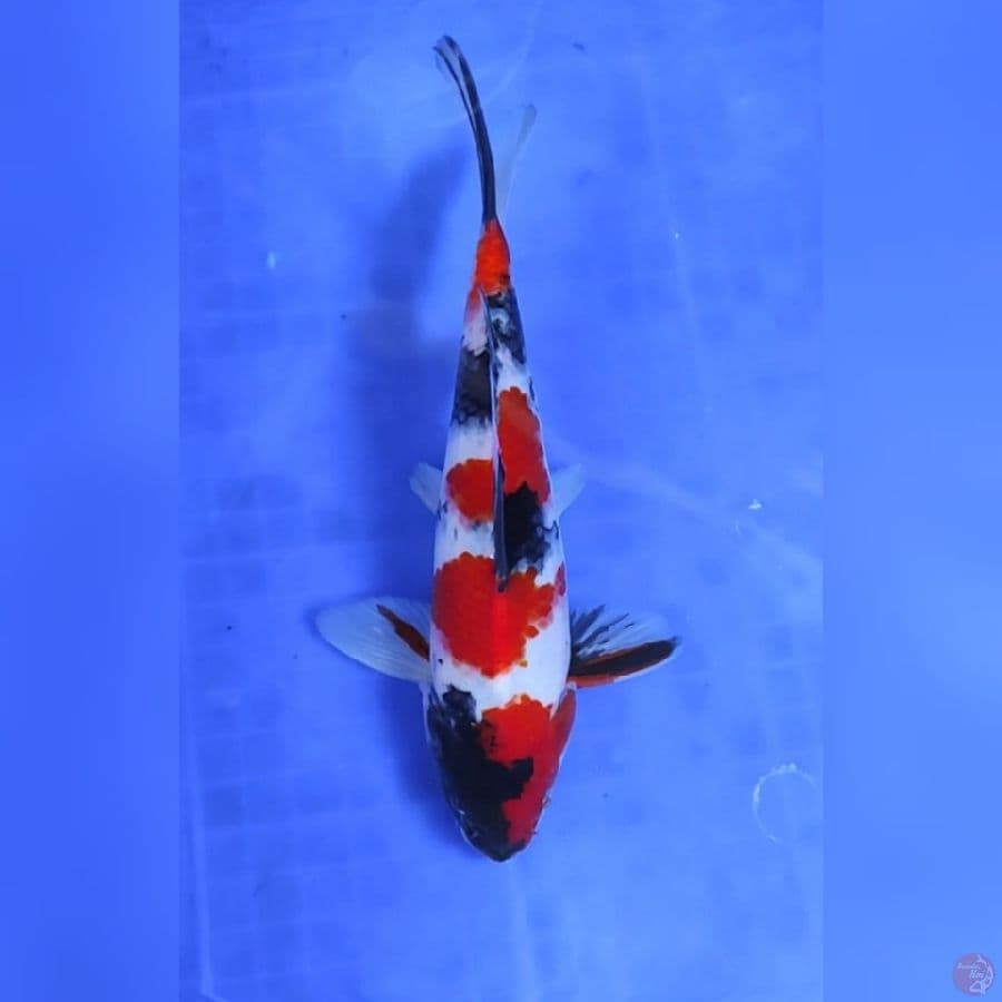 ( 28CM ) SHOWA SANSHOKU - MALE