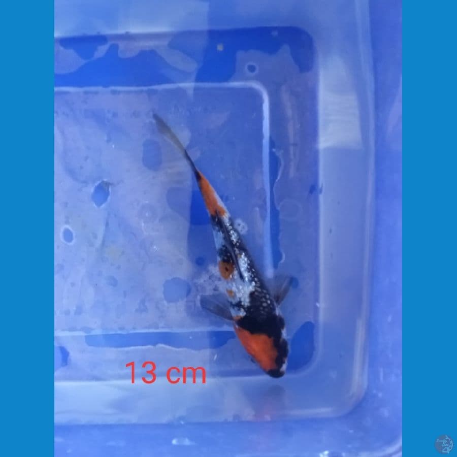 showa ginrin 13 cm