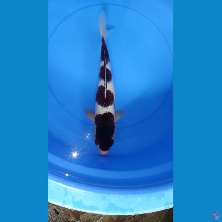 Goromo