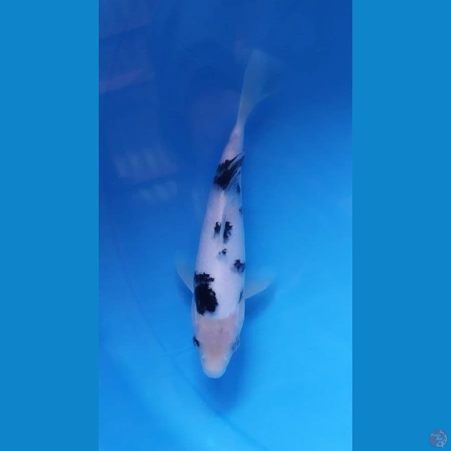 Bekko