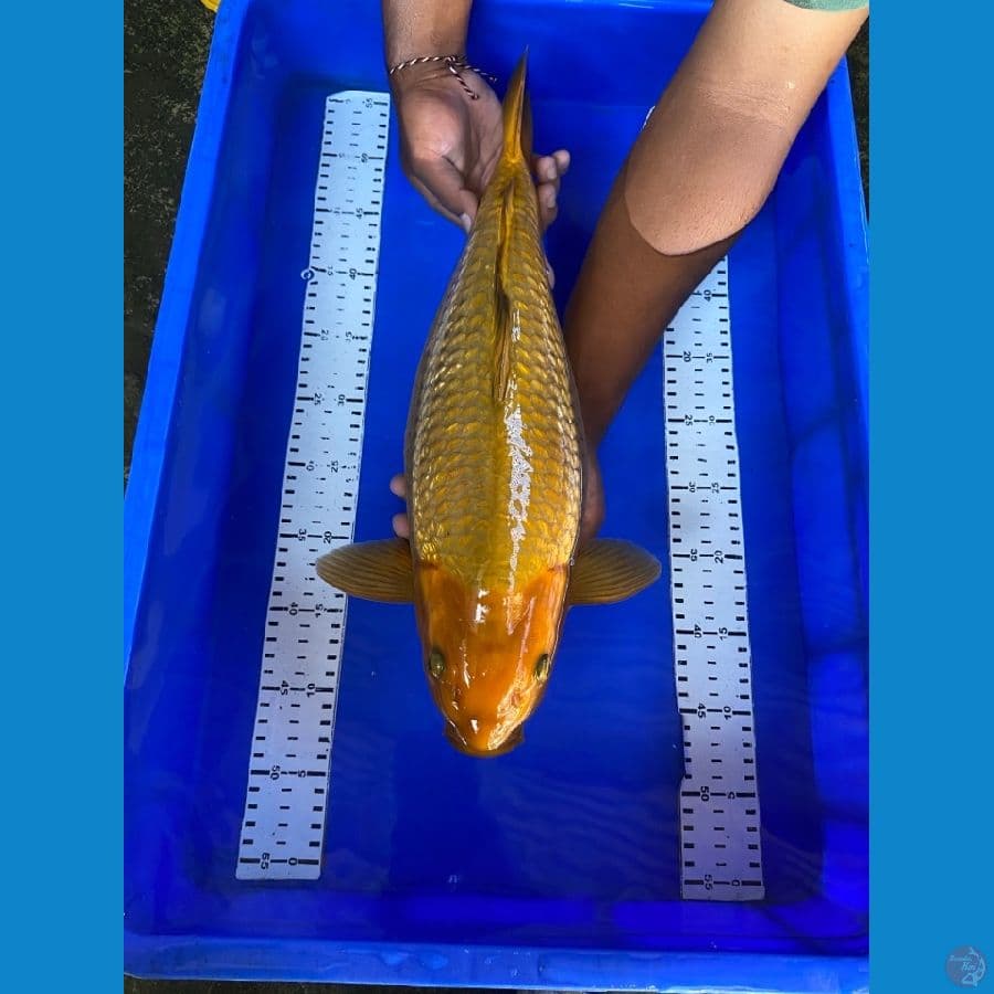 chagoi 44 punuk ~ak2