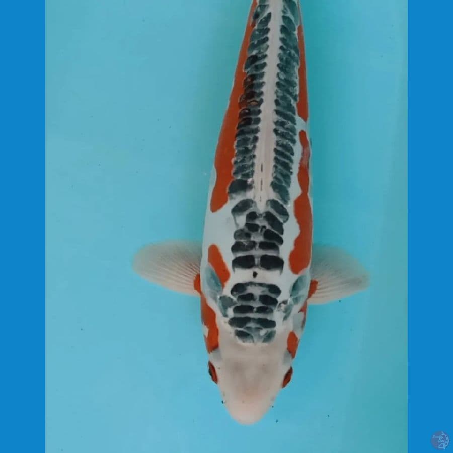 SHUSUI JOSS 40CM MALE