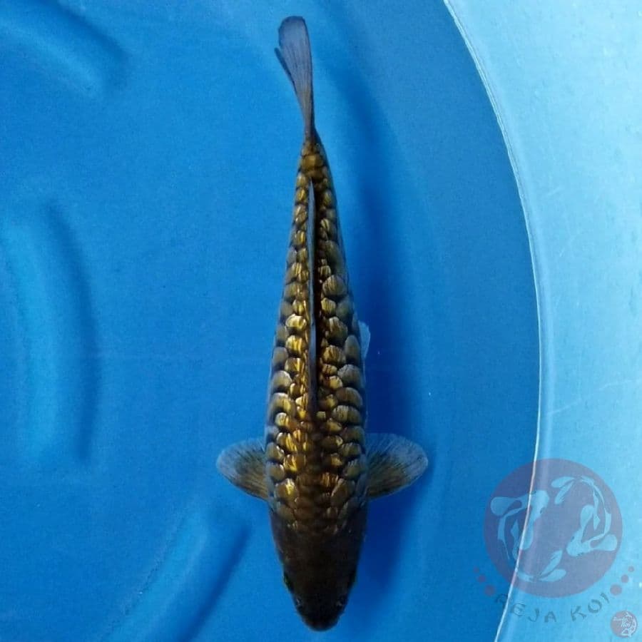 ARAGOKE GINRIN 33 CM MALE