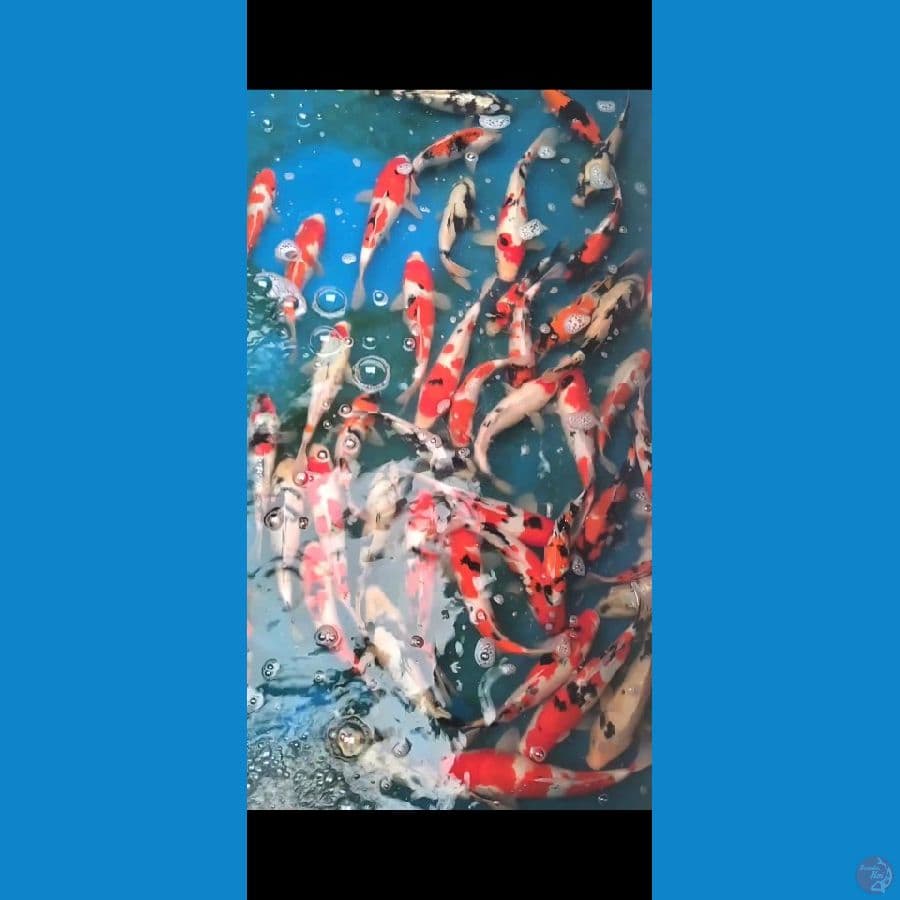 Showa mix Grade A 25-30cm 50 ekor
