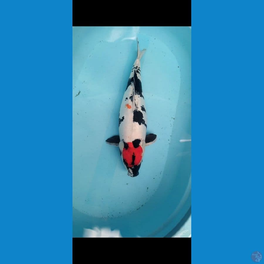 Doitsu Tancho Showa 50cm BU Original