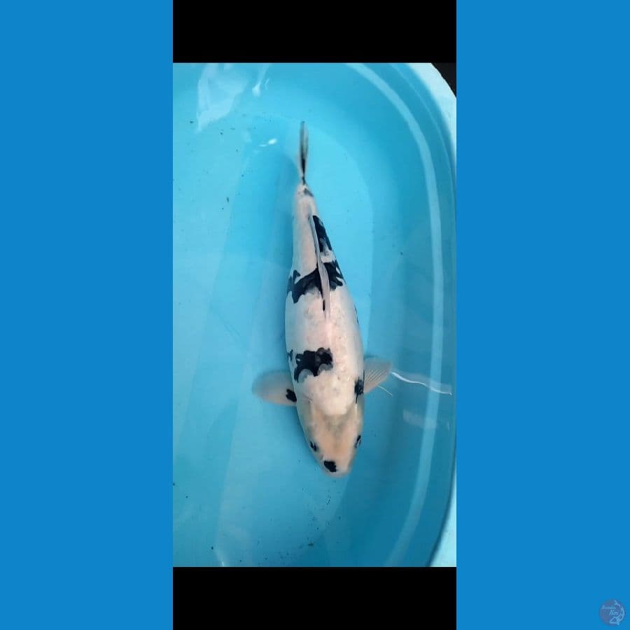 DOITSU Shiro 47cm HQ