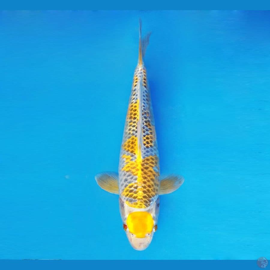 MEDUSA 2 ~ Maruten Yellow Kujaku 47 cm/fm ™
