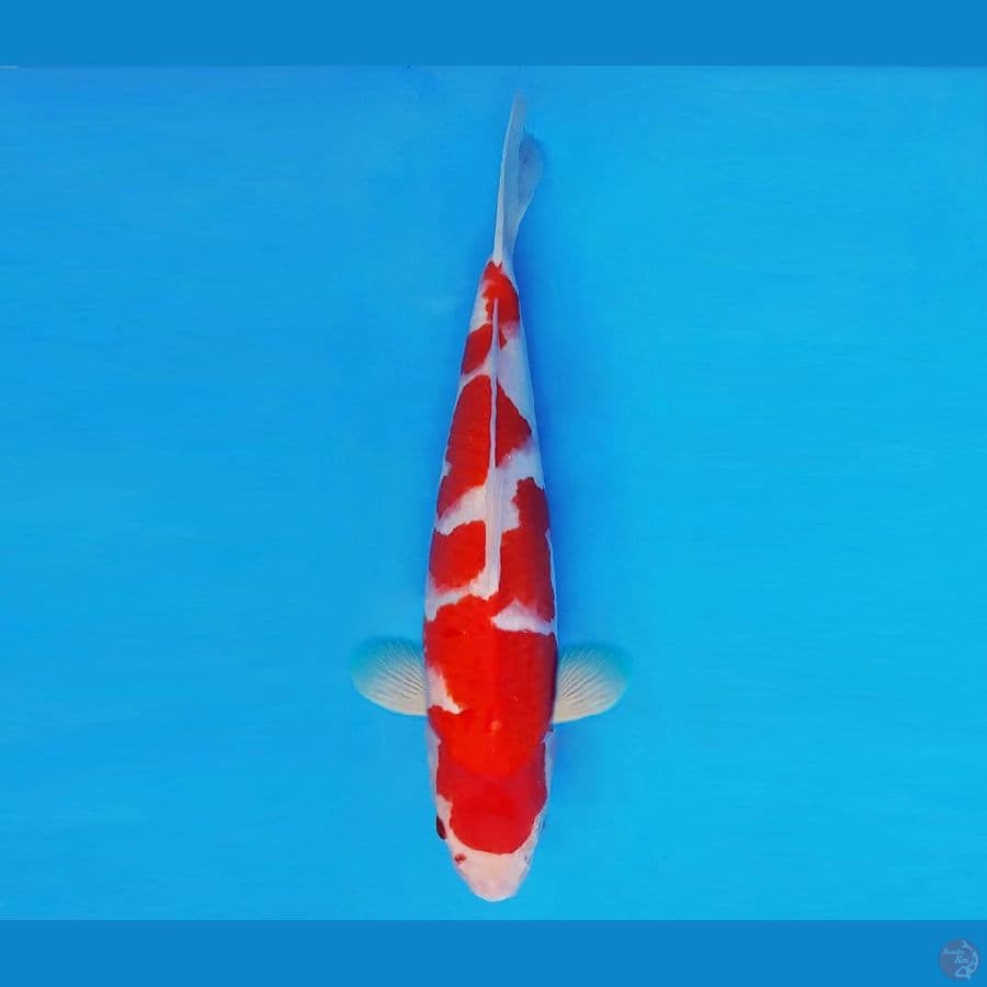 MEDUSA 5 ~ Kohaku 32 cm/male ™