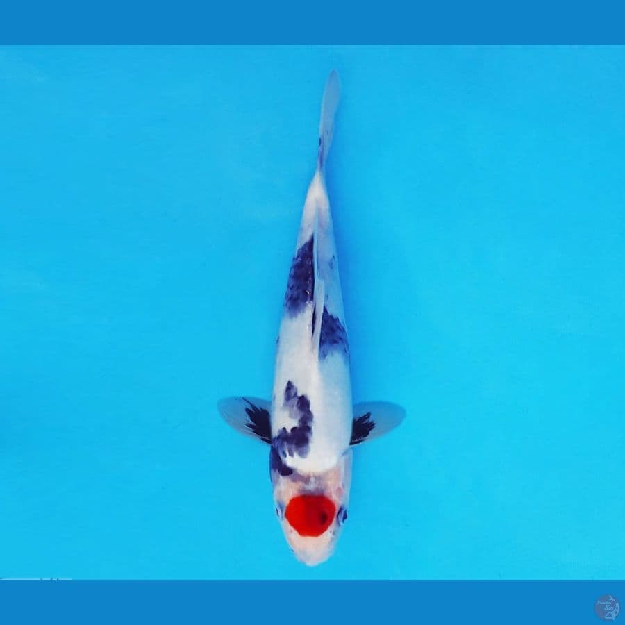 MEDUSA 11 ~ Tancho showa 23 cm/fm ™
