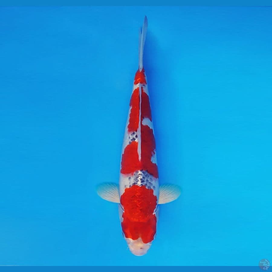 MEDUSA 13 ~ Goshiki 33 cm/male ™