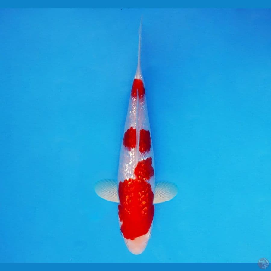 MEDUSA 15 ~ Kohaku Gin Rin 25 cm/male ™
