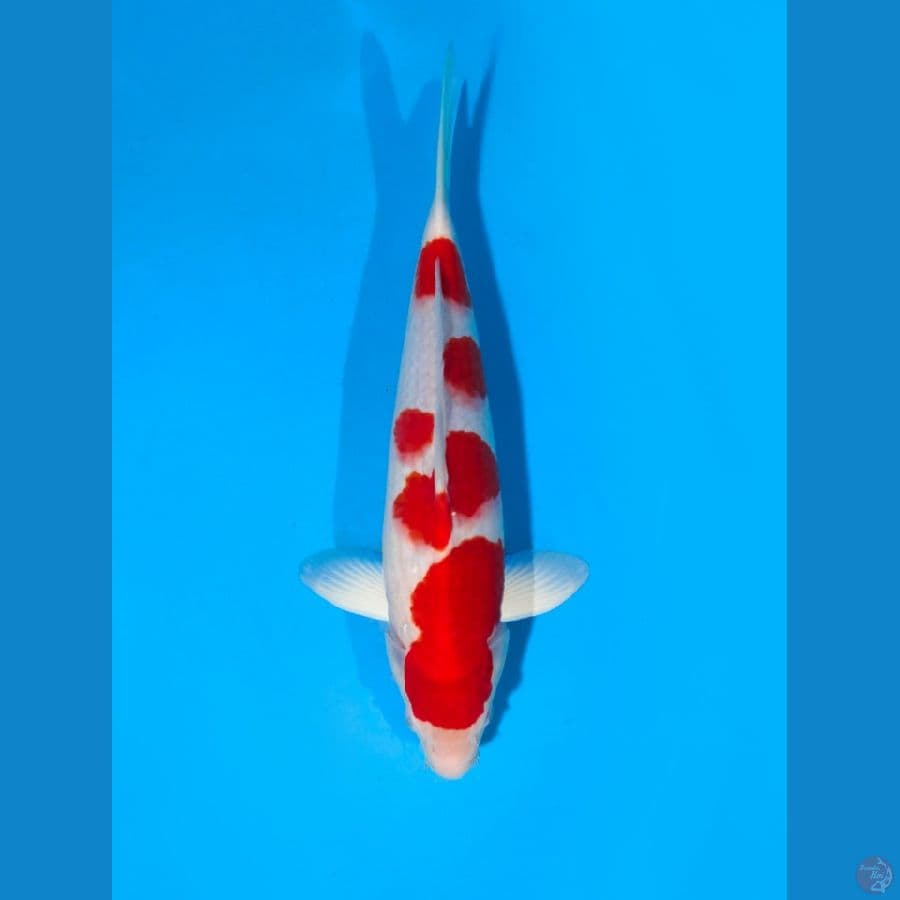 kohaku 40 cm male