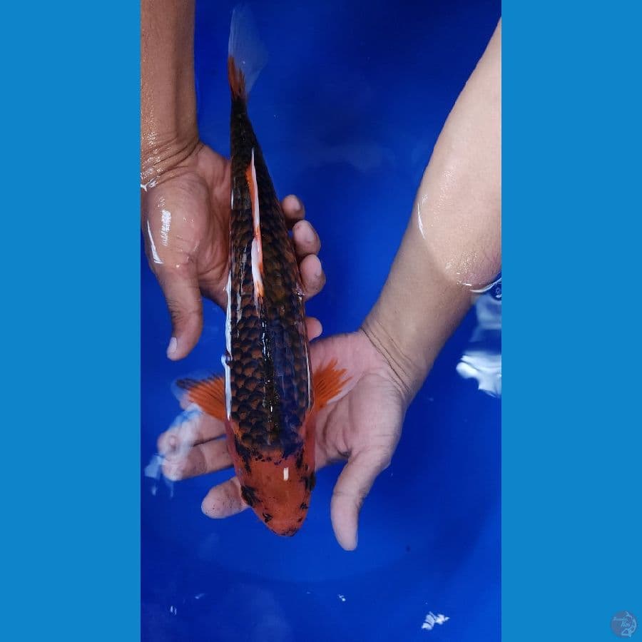 34cm akamatsuba