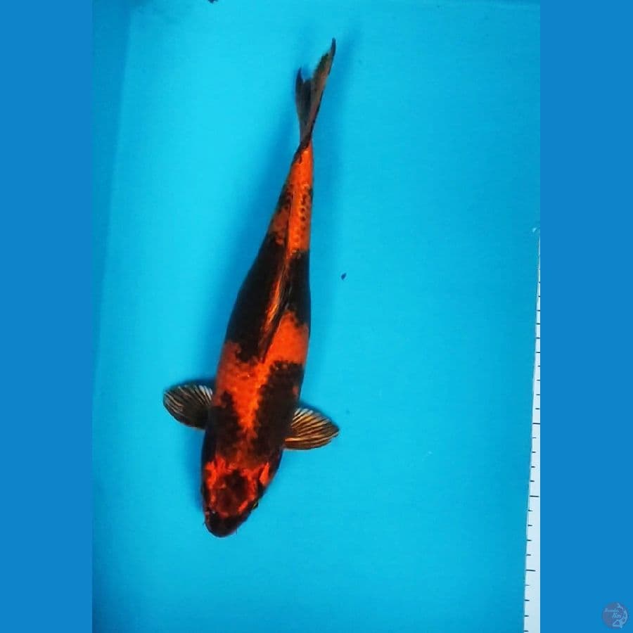 KIN SHOWA 35CM