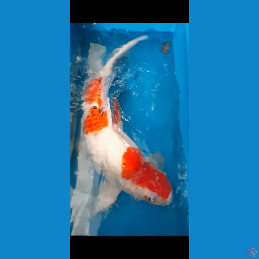 sanke 60 cm