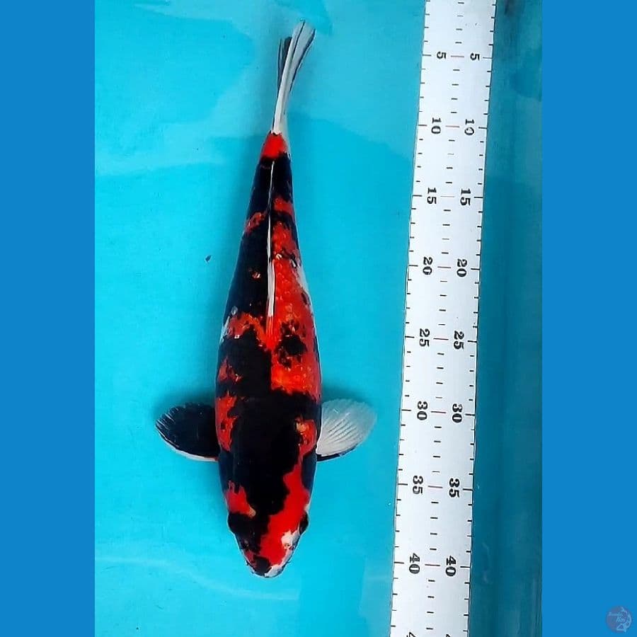 SHOWA MANTAB 37CM MALE