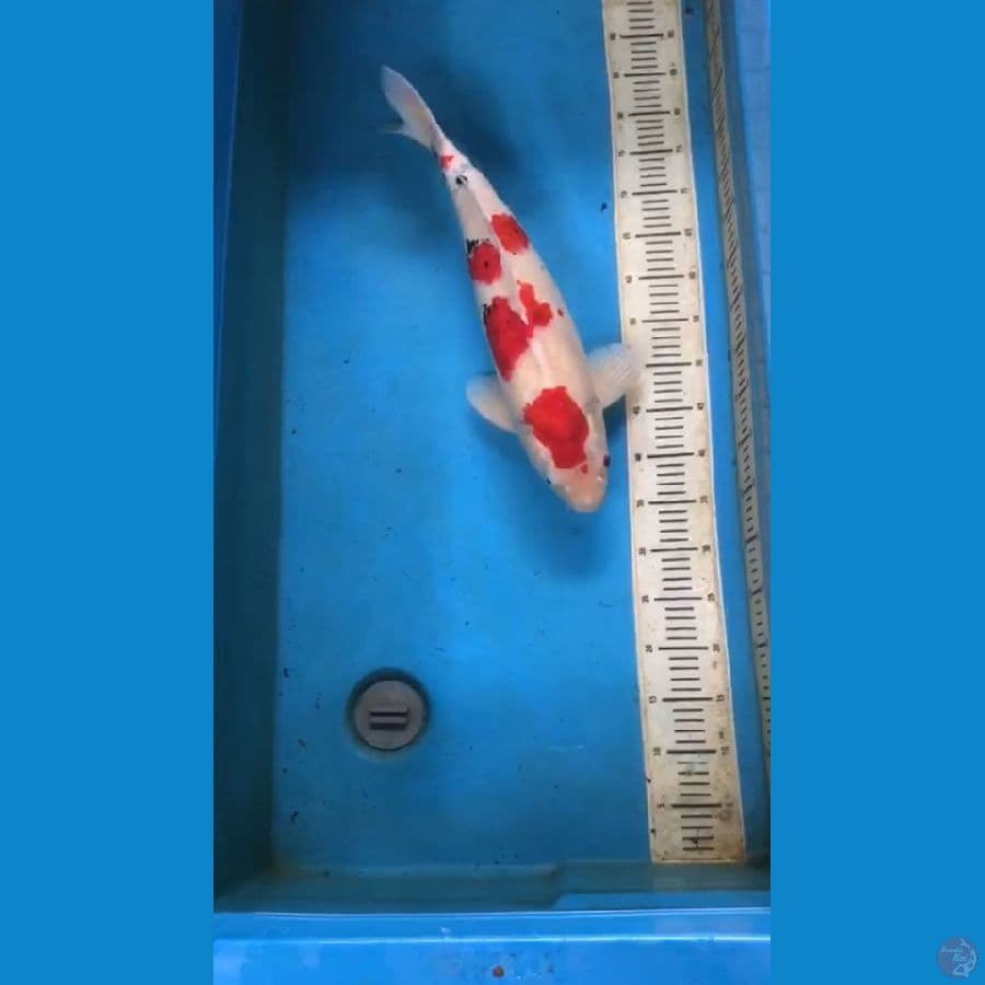 Sanke AKF 55cm