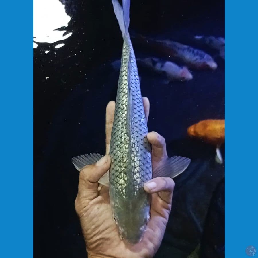 jantan 30cm SoGind