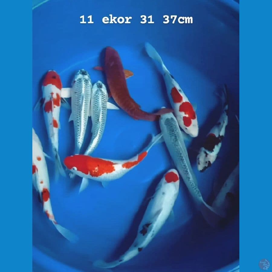Mix jumbo 11 ekor 31 37cm