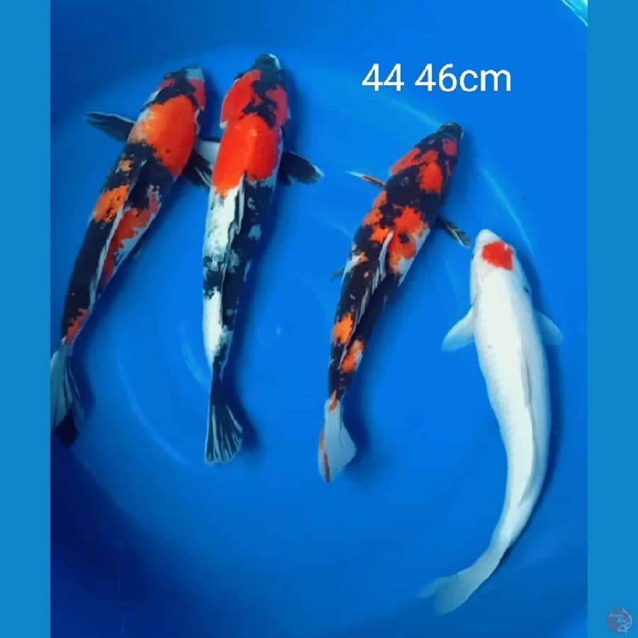 Paket jumbo 4 ekor 44 46cm
