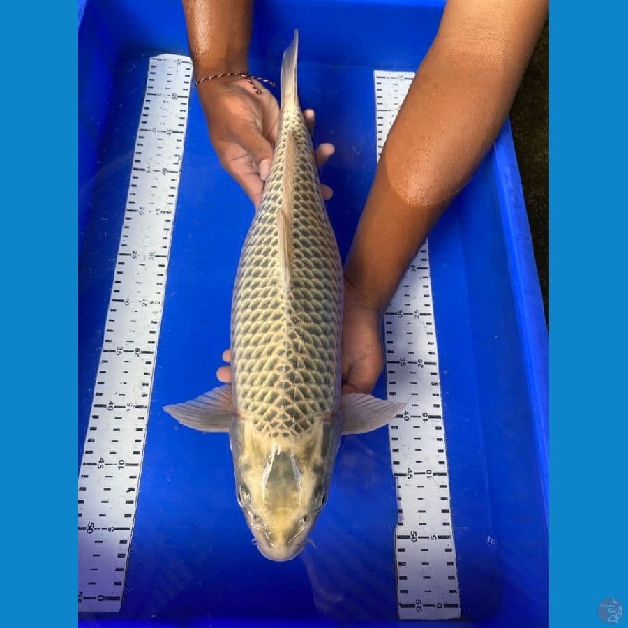 ogon 46 cm~ak7
