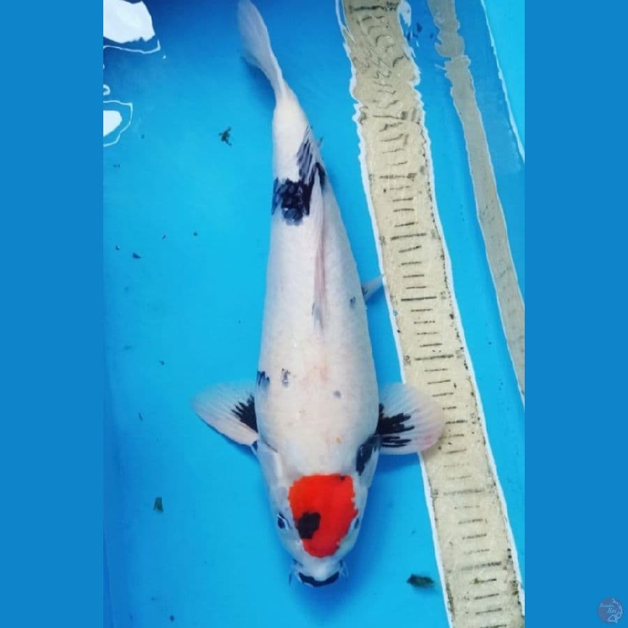 Tancho showa tategoii 41cm