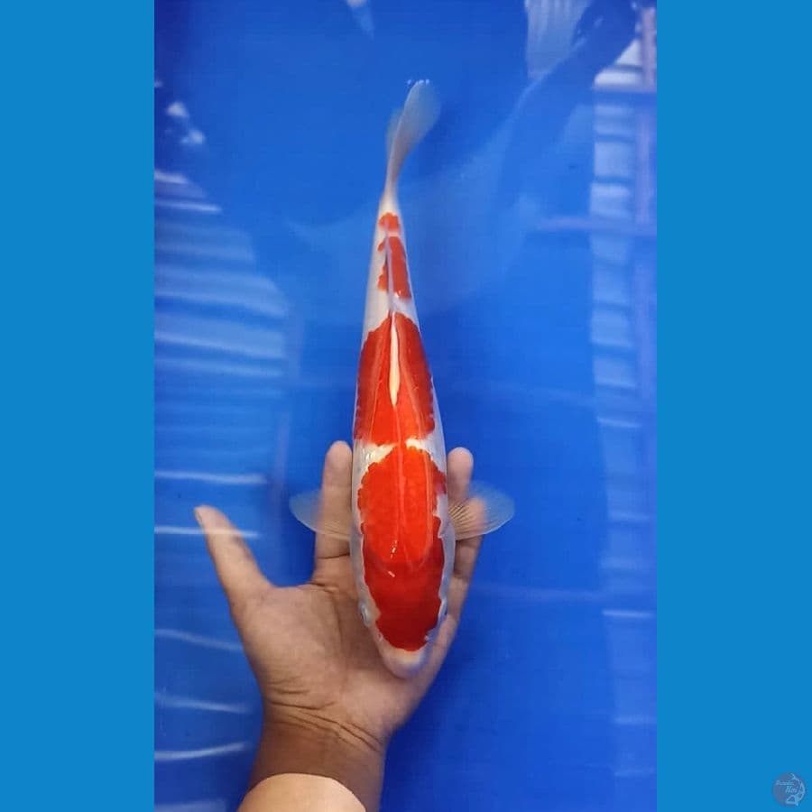 kohaku merah