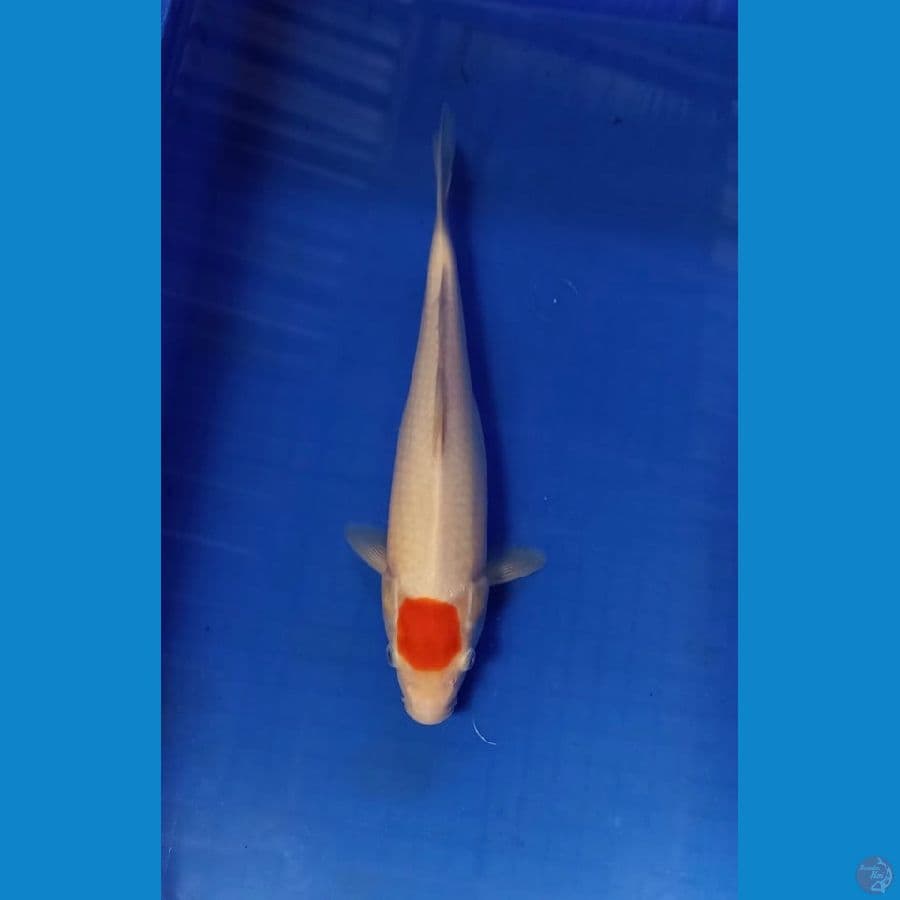 tancho kohaku