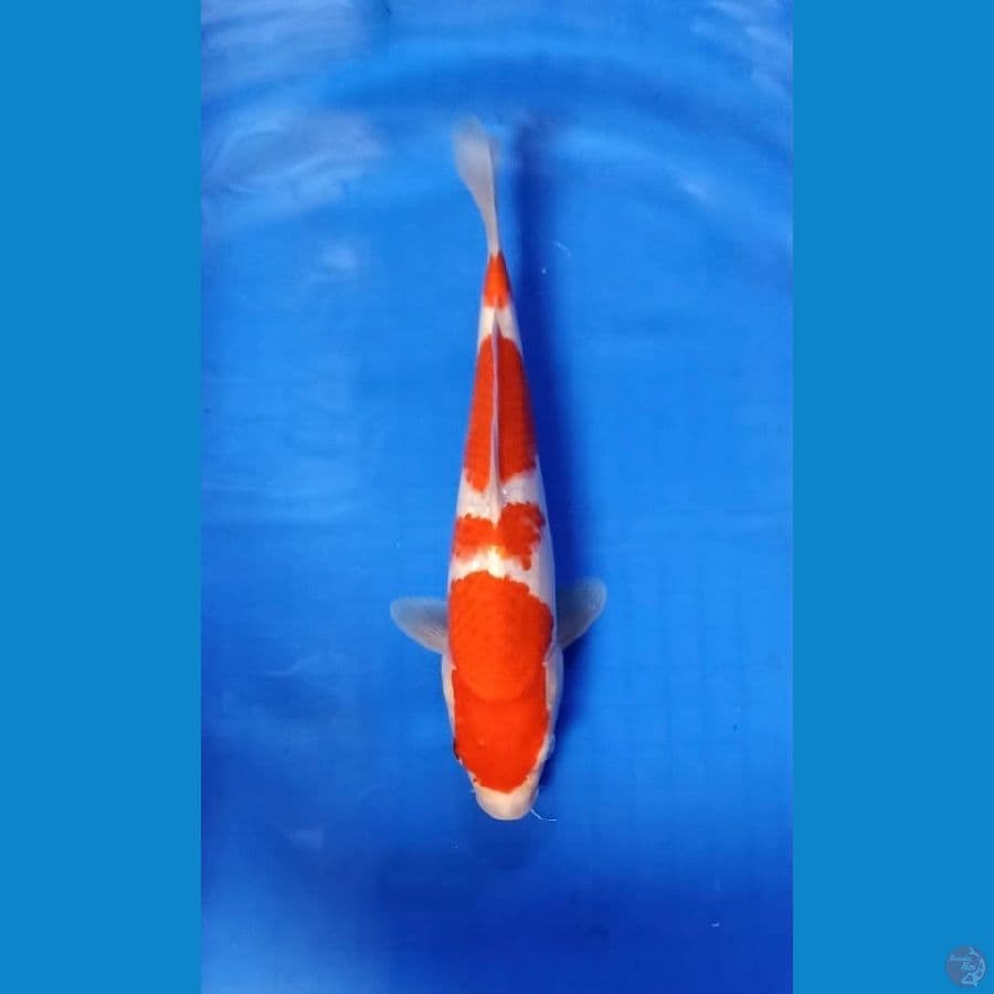 kohaku 4 step merah