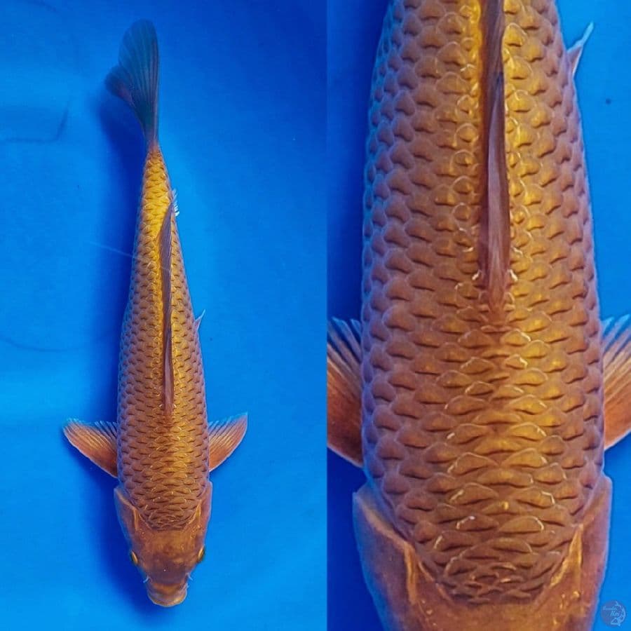30cm Male bred Madina