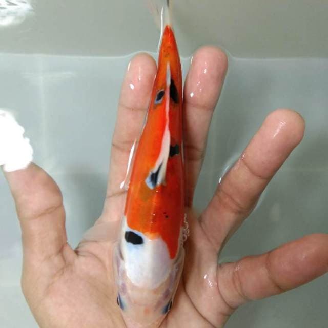 Kohaku sanke doitsu murni, unik punya
