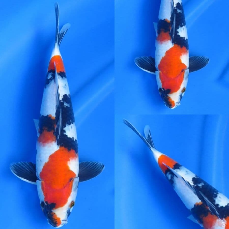 35cm mle , showa