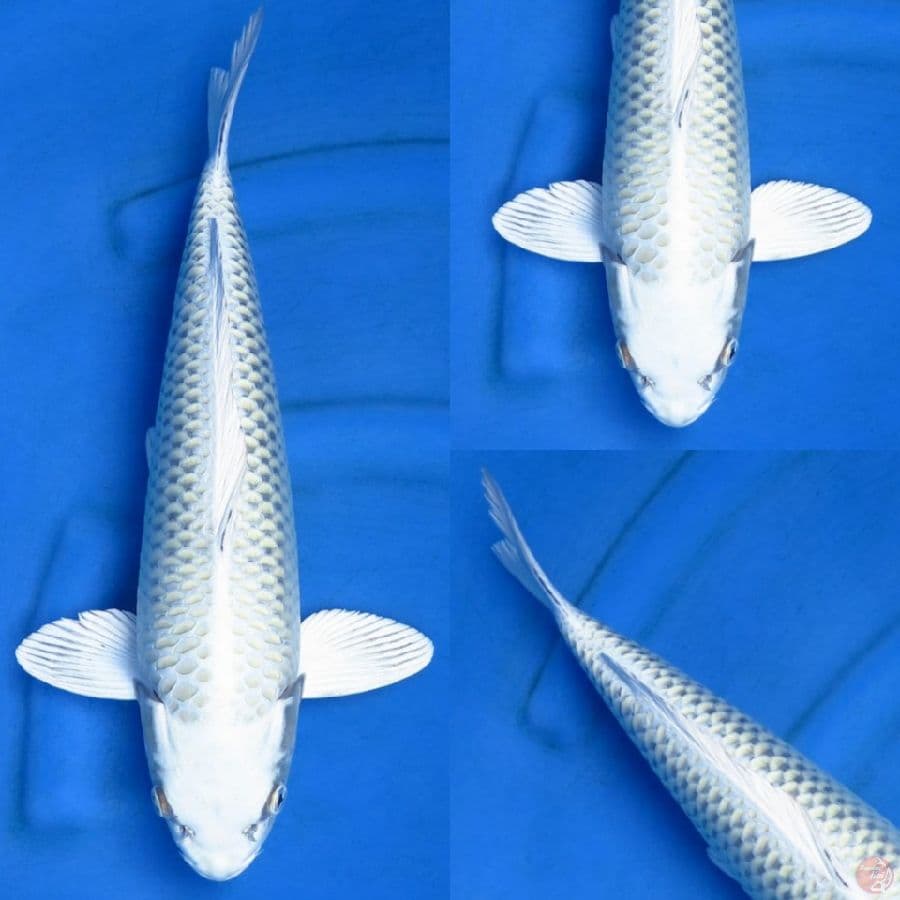 44cm , Male matsuba No bocor
